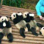 Pandas (Documental) – Soundtrack, Tráiler