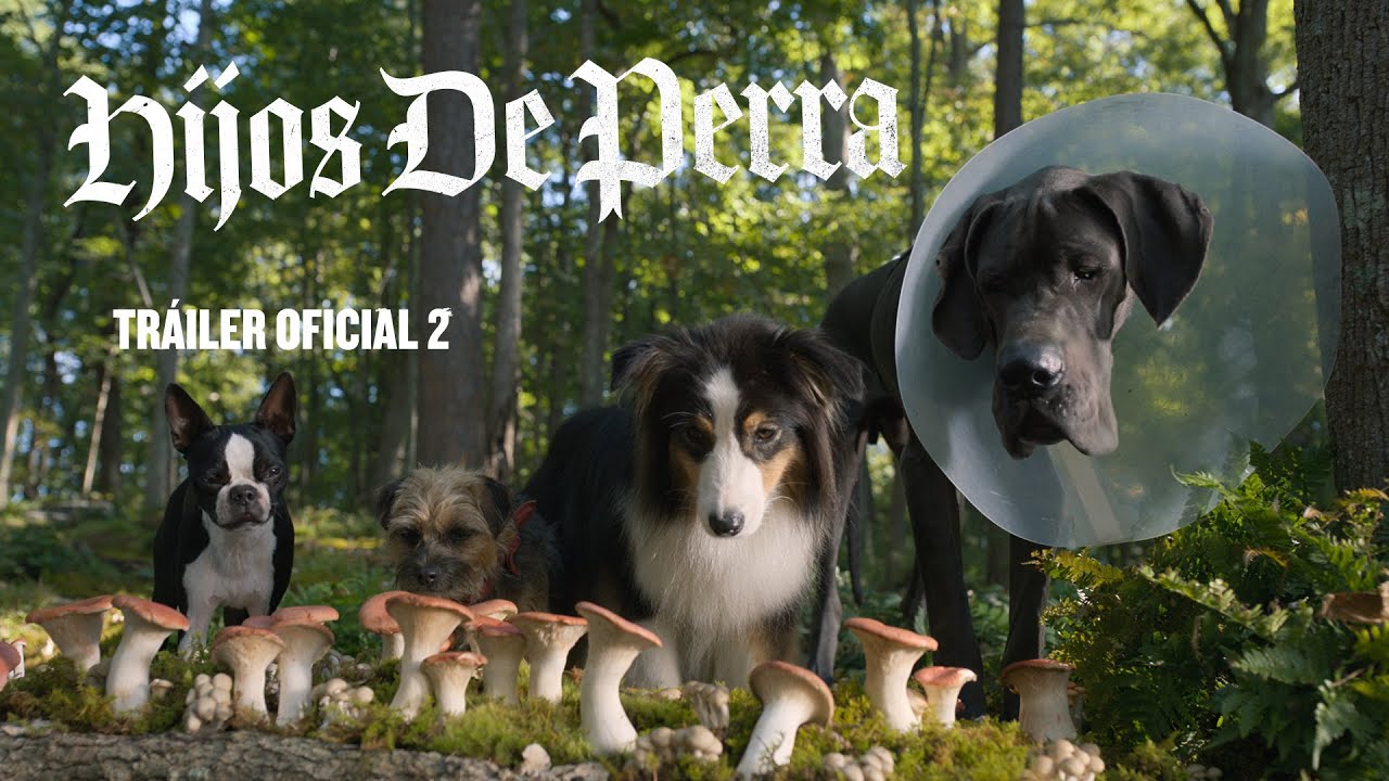 Hijos de perra (Strays) – Tráiler